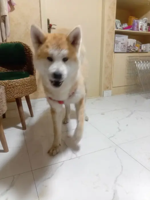 پانسیون کیتی پت، ارائه دهنده کلیه خدمات با قیمت حمایتی در رشت