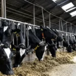 استخدام دامپزشک در نجف‌آباد اصفهان