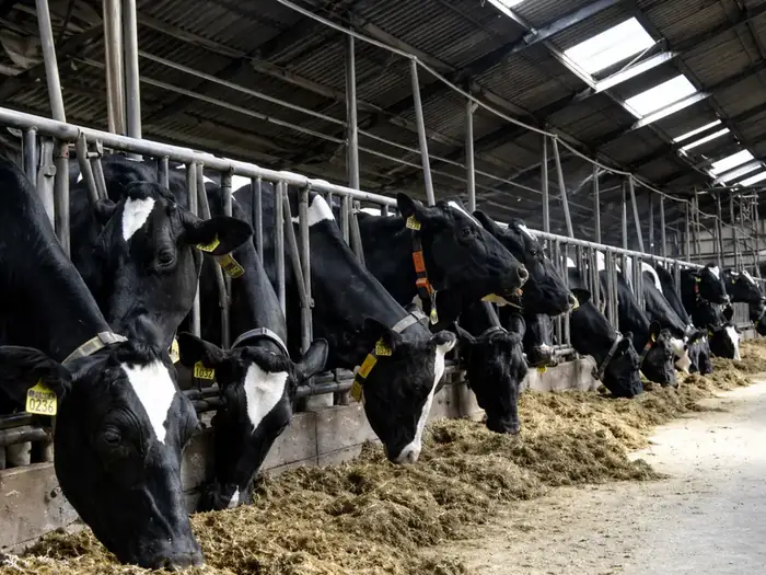 استخدام دامپزشک در نجف‌آباد اصفهان