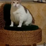 پانسیون کیتی پت، ارائه دهنده کلیه خدمات با قیمت حمایتی در رشت