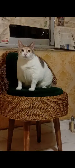 پانسیون کیتی پت، ارائه دهنده کلیه خدمات با قیمت حمایتی در رشت