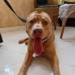 پانسیون کیتی پت، ارائه دهنده کلیه خدمات با قیمت حمایتی در رشت