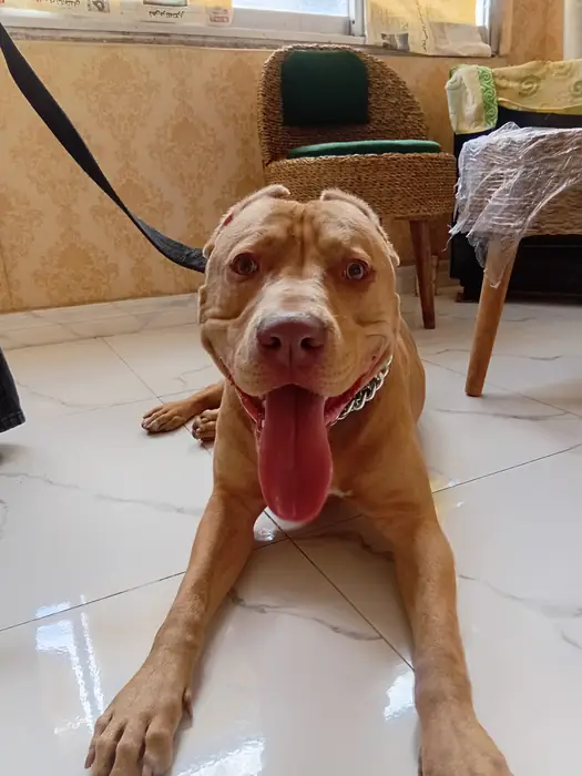 پانسیون کیتی پت، ارائه دهنده کلیه خدمات با قیمت حمایتی در رشت