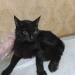 پانسیون کیتی پت، ارائه دهنده کلیه خدمات با قیمت حمایتی در رشت