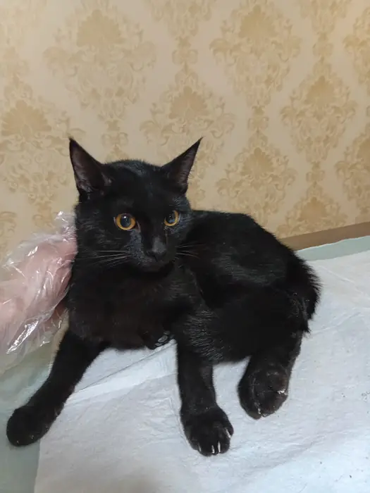 پانسیون کیتی پت، ارائه دهنده کلیه خدمات با قیمت حمایتی در رشت