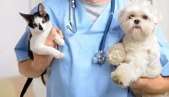 استخدام دستیار دامپزشک جهت کلینیک دامپزشکی در گرگان