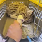 خدمات دامپزشکی حرفه ای در تهران و حومه