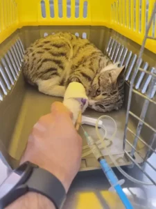 خدمات دامپزشکی حرفه ای در تهران و حومه